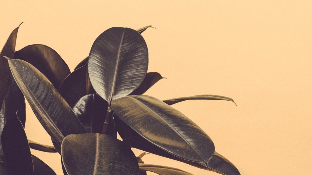 Where Fig Leaves First Came into Fashion in 2025